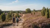 Wochenendtrip in die Lüneburger Heide: Heideblüte, Lüneburg und entspannte Planung